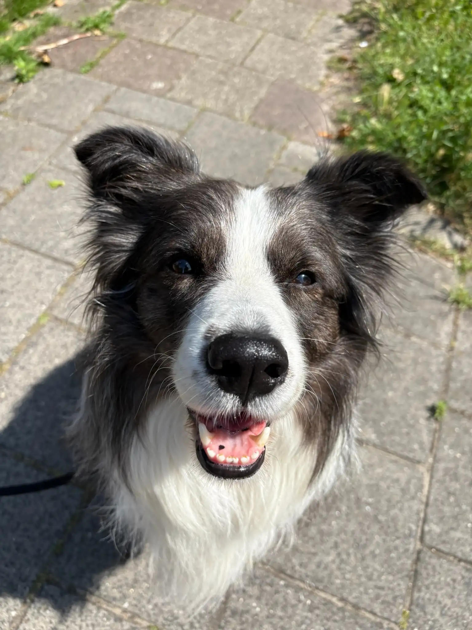 Honden in het bos
