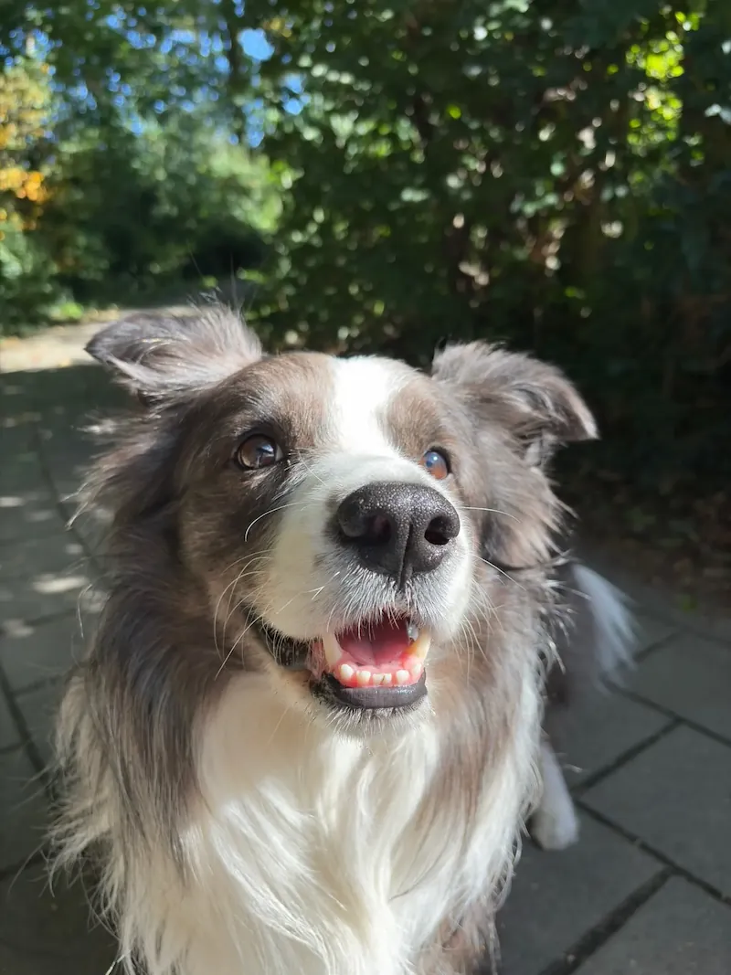 Honden in het bos