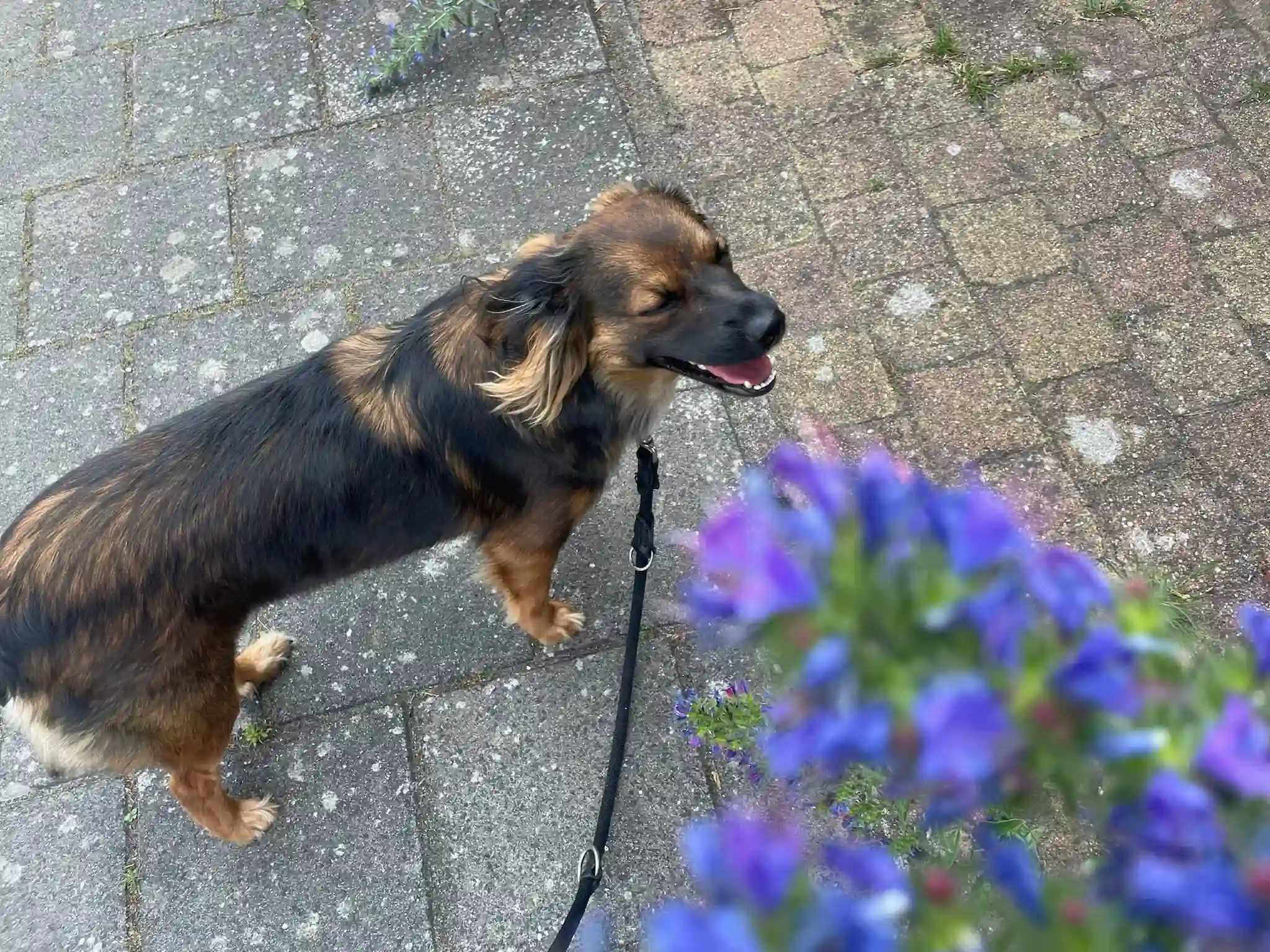 Proefwandeling met Dons in Bussum