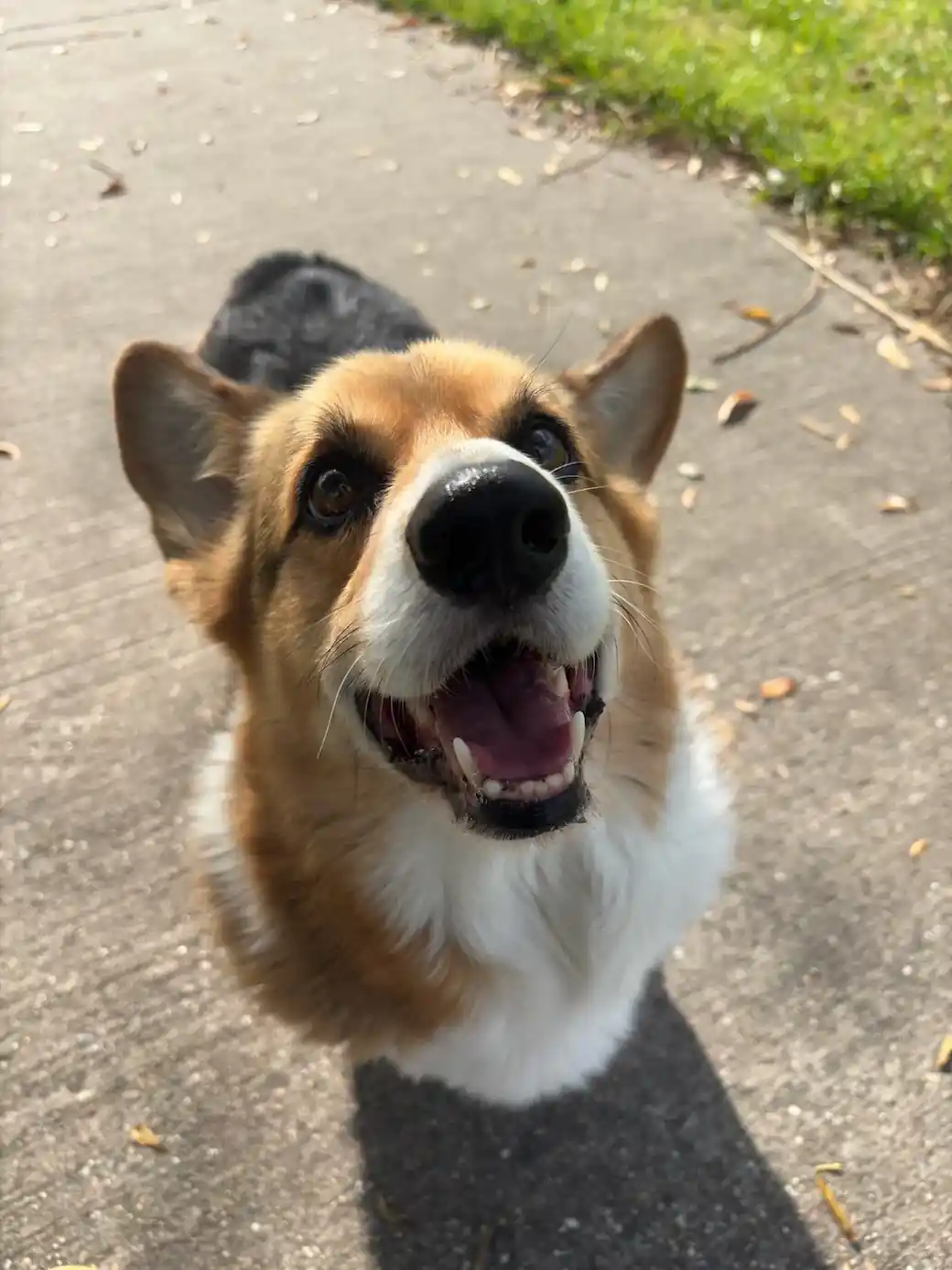 Blije hond tijdens wandeling